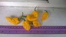 Devil Yellow siBonda ma Jacques