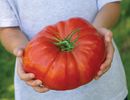 TomatoSteakHouse-550 jpg