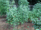 husky-cherry-red-tomato-plants