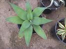 Agave attenuata