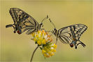 Papilio machaon