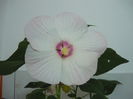 Floare Hibiscus luna XXL