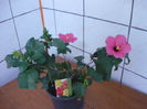 Hibiscus roz de vanzare - 30 RON
