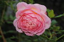 Jubilee Celebration,al 3-lea val de flori