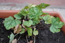 heuchera venus