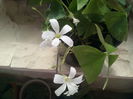 oxalis alb