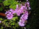 Lavender Ivy-Geranium (2014, Aug.03)