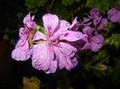 Lavender Ivy-Geranium (2014, Aug.03)