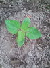 Paulownia