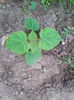 paulownia