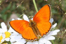 Lycaena virgaureae