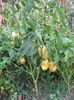 pictures 224