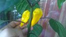 Bhut Orange