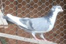 Dat in Medias la Ovidiu