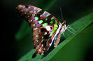 Graphium agamemnon