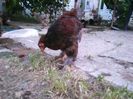 cochin august 2014 692