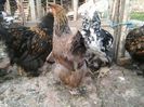 cochin august 2014 695