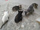 cochin august 2014 098
