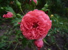 Rosarium Uetersen