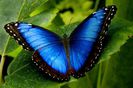 Morpho Peleides