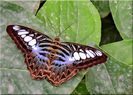 Parthenos sylvia
