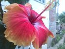 hibiscus Oberon (Tivoli)