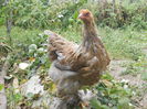 Picture 79 196