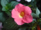 P1070411
