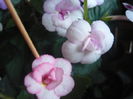 P1070420