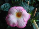 P1070388