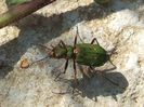 Cicindela campestris