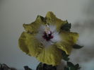 Tahitian Joseph Domino