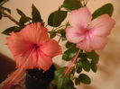 Hawaian Salmon Sport + Dainty Pink
