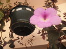 Pink Panter