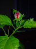 IMG_20140824_204742