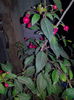 IMG_20140824_205116