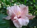 clasic pink