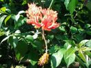 schizopetalum