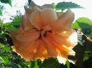 apricot clasic