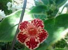 kohleria bibi