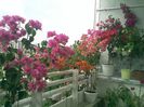 Pic_0823_338