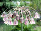 Bulbi Allium Siculum (Ceapa decorativa)