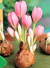 Bulbi Branduse Giant (Colchicum)