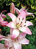 Bulbi Crin Rosellas Dream (Lilium)