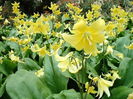 Bulbi Erythronium Kondo