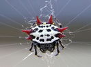 Gasteracantha Cancriformis