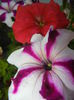0808 Petunia (2014, August 08)03
