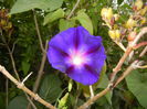 Morning Glory_Ipomoea (2014, Aug.23)