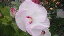 062