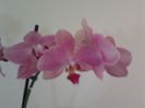 Phalaenopsis